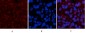 p53 (Di Methyl Lys370) Polyclonal Antibody